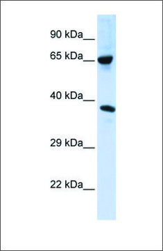 Anti-C6ORF134 antibody produced in rabbit