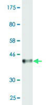 Monoclonal Anti-MCPH1 antibody produced in