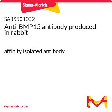 Anti-BMP15 antibody produced in rabbit