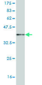 Monoclonal Anti-OPHN1 antibody produced in