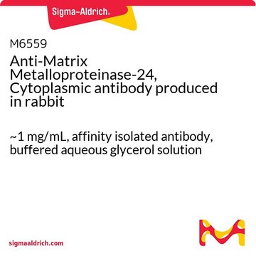 Anti-Matrix Metalloproteinase-24, Cytoplasmic antibody produced