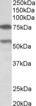 Anti-PRODH antibody produced in goat