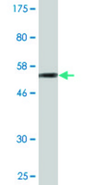 Monoclonal Anti-STXBP4 antibody produced in