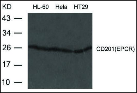 Anti-PROCR antibody produced in rabbit