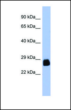 Anti-PDX1, (N-terminal) antibody produced in