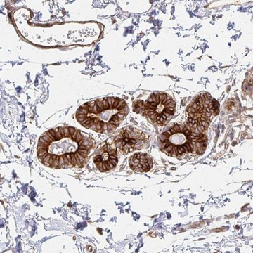 Anti-ARHGAP35 antibody produced in rabbit