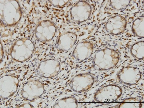 Monoclonal Anti-LZTFL1 antibody produced in