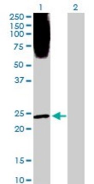 Anti-PLA2G1B antibody produced in rabbit