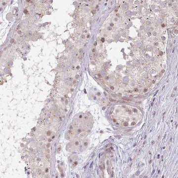 Anti-DZIP1 antibody produced in rabbit