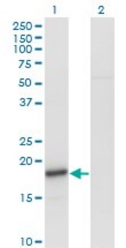 Monoclonal Anti-SNCA antibody produced in