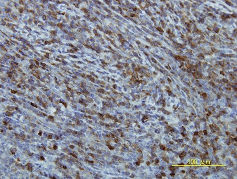 Monoclonal Anti-EIF2B2 antibody produced in