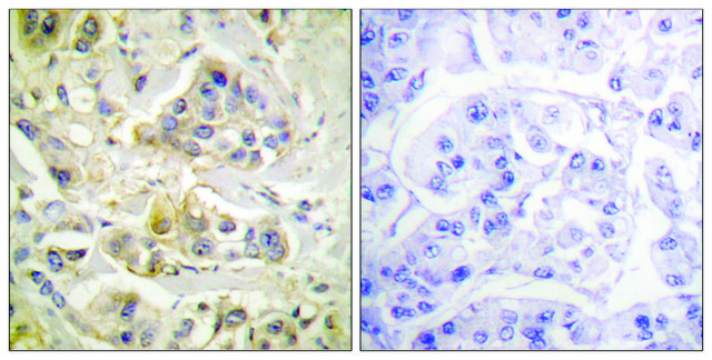 Anti-AHR antibody produced in rabbit
