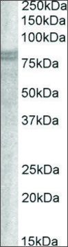 Anti-SNX18 (C-terminal) antibody produced in
