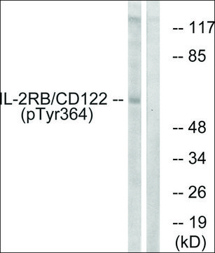 Anti-phospho-IL-2R?/CD122 (pTyr³??) antibody produced in