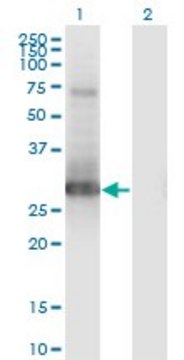 Monoclonal Anti-PRRX1 antibody produced in