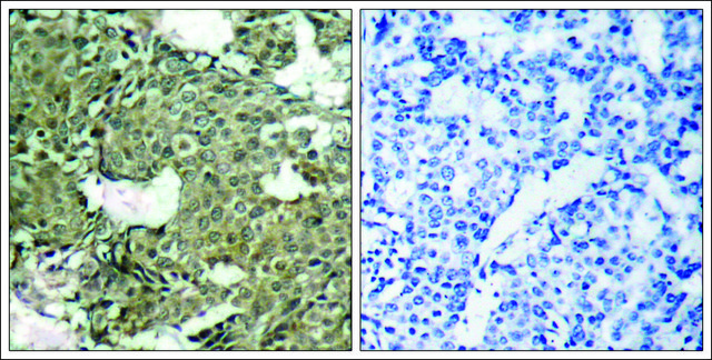Anti-phospho-MAP2K1 (pSer²²¹) antibody produced in