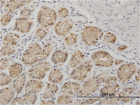 Monoclonal Anti-CDH1 antibody produced in