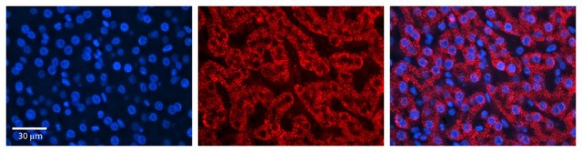 Anti-HADH antibody produced in rabbit