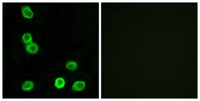 Anti-GPR63 antibody produced in rabbit