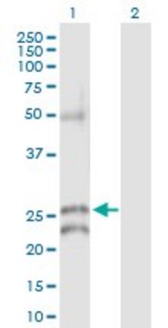 Anti-GJB5 antibody produced in rabbit