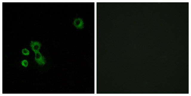 Anti-TAS2R7 antibody produced in rabbit