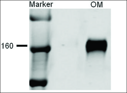 Anti-SLC12A1 antibody produced in rabbit