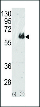 ANTI-TAU(C-TERMINAL) antibody produced in rabbit
