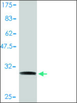 Monoclonal Anti-NDUFA1 antibody produced in