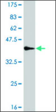 Monoclonal Anti-SASH1 antibody produced in