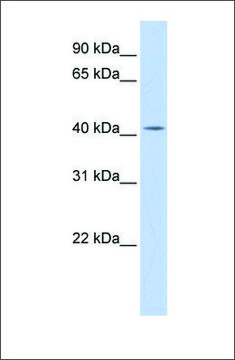 Anti-DHDDS antibody produced in rabbit