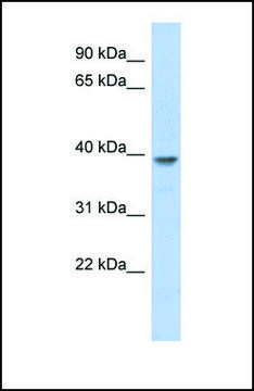 Anti-MED8 antibody produced in rabbit