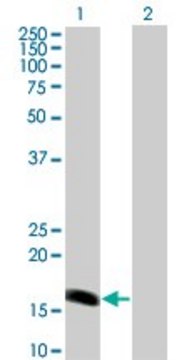 Monoclonal Anti-BARX1 antibody produced in