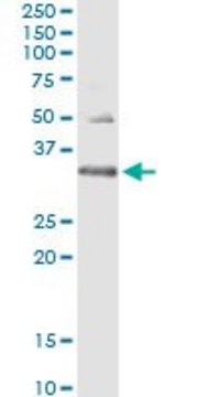 Monoclonal Anti-HUS1 antibody produced in