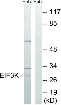 Anti-EIF3K antibody produced in rabbit
