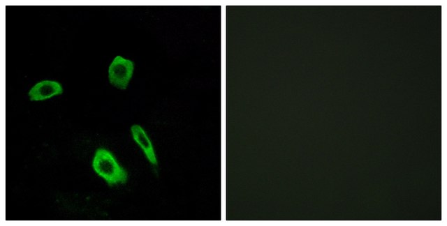 Anti-EDG7 antibody produced in rabbit