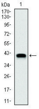 Monoclonal Anti-NEDD8 antibody produced in
