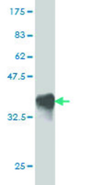 Monoclonal Anti-RHEBL1 antibody produced in