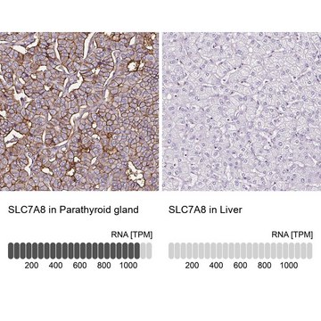 Anti-SLC7A8 antibody produced in rabbit