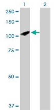 Anti-SYNJ2 antibody produced in rabbit