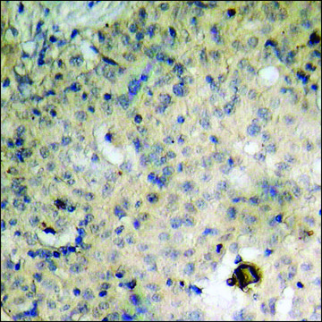 Anti-phospho-Daxx (pSer???) antibody produced in