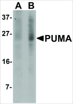 Monoclonal Anti-PUMA antibody produced in