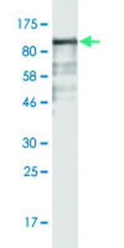 Monoclonal Anti-C7ORF38 antibody produced in