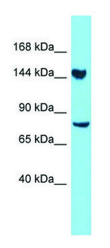Anti-CLUH (N-terminal) antibody produced in
