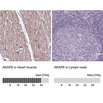 Anti-AKAP6 antibody produced in rabbit