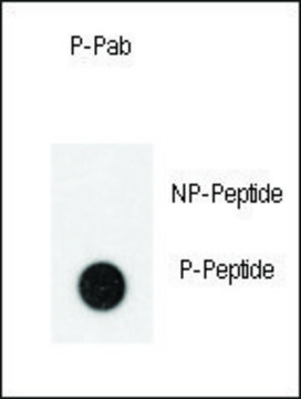 Anti-Phospho-TEK-Y992 antibody produced in rabbit