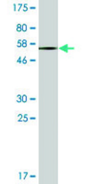 Monoclonal Anti-EPHA7, (C-terminal) antibody produced