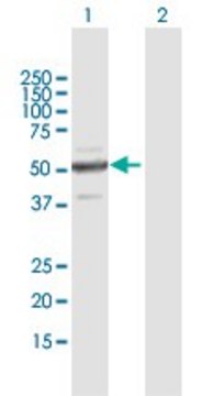 ANTI-ZNF772 antibody produced in mouse