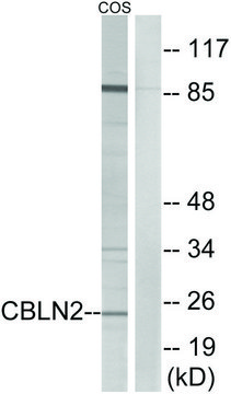 Anti-CBLN2 antibody produced in rabbit