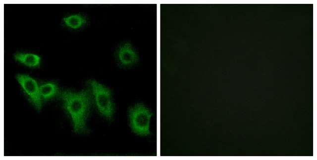 Anti-OR8H3 antibody produced in rabbit