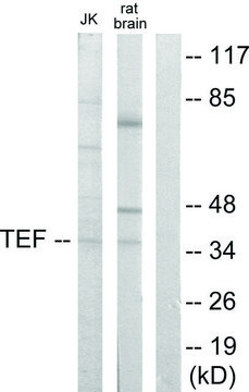 Anti-TEF, C-Terminal antibody produced in